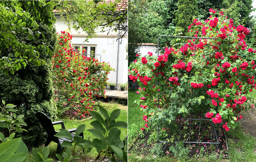 stary ogród róża pnąca Flame Dame