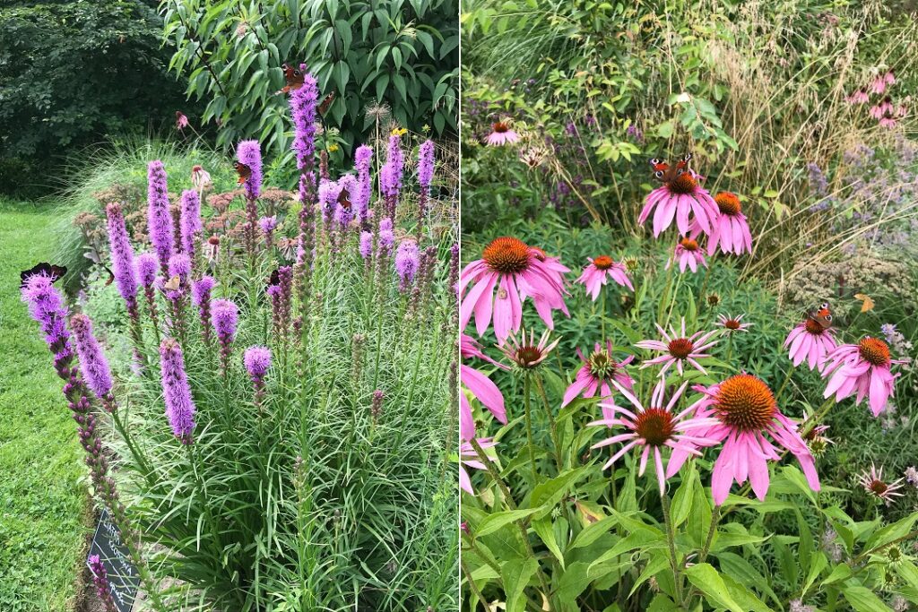 ogród Bellingham, liatra kłosowa, jeżówka purpurowa, byliny, ogród bylinowy, ogród dla pszczół i motyli, preria